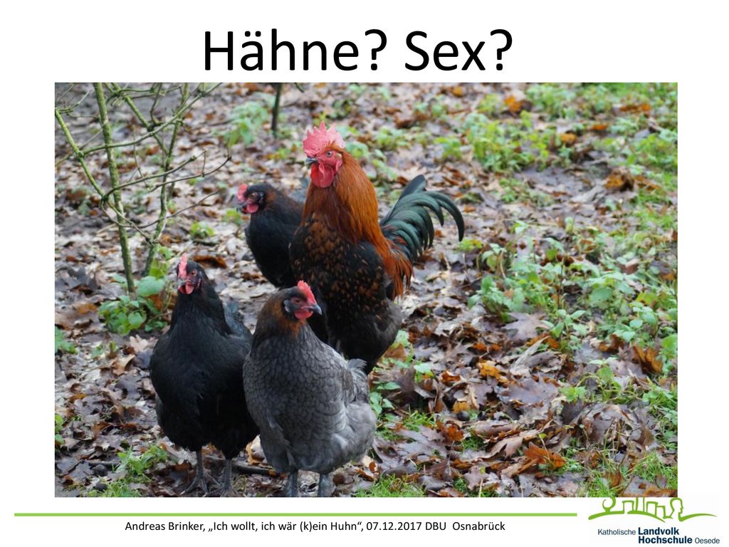 Hähne Sex Andreas Brinker, „Ich wollt, ich wär (k)ein Huhn , DBU Osnabrück