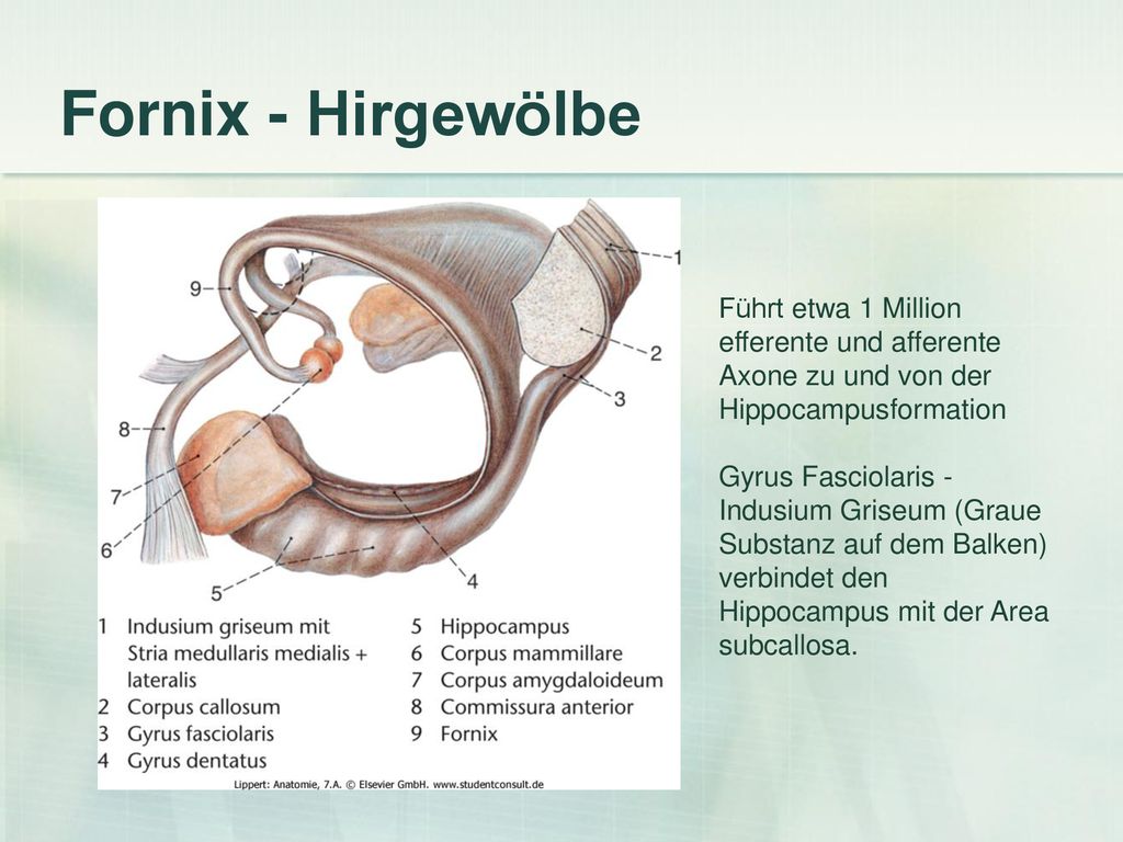 Fornix - Hirgewölbe Führt etwa 1 Million efferente und afferente Axone zu und von der Hippocampusformation.