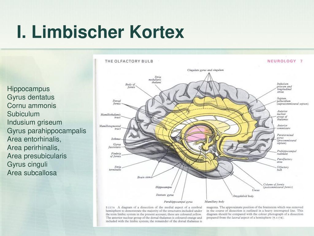 I. Limbischer Kortex Hippocampus Gyrus dentatus Cornu ammonis