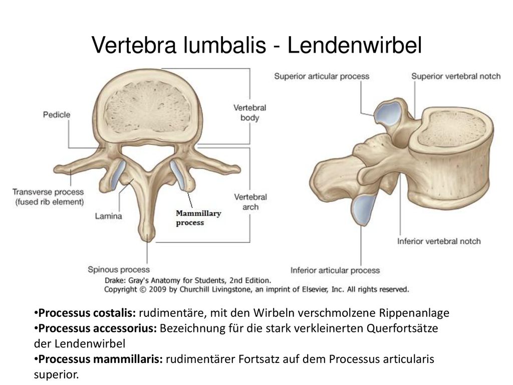 Vertebra lumbalis - Lendenwirbel