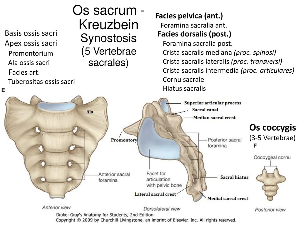 Os sacrum - Kreuzbein Synostosis (5 Vertebrae sacrales)