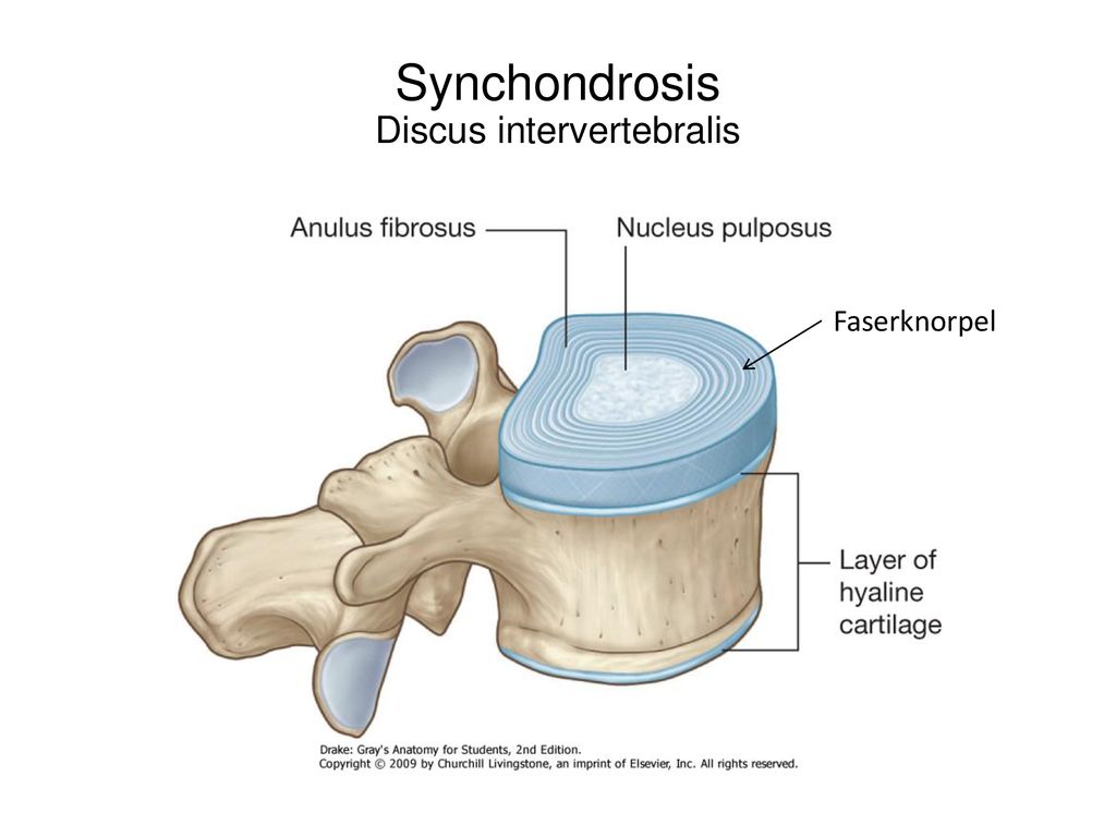Synchondrosis Discus intervertebralis
