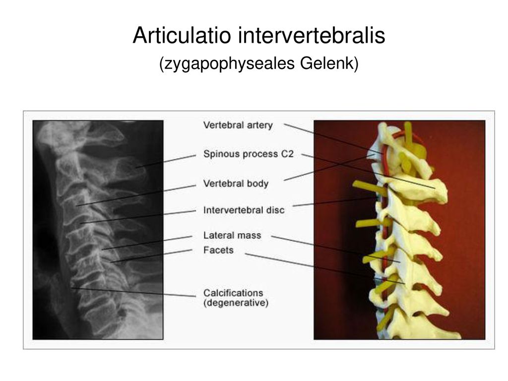 Articulatio intervertebralis