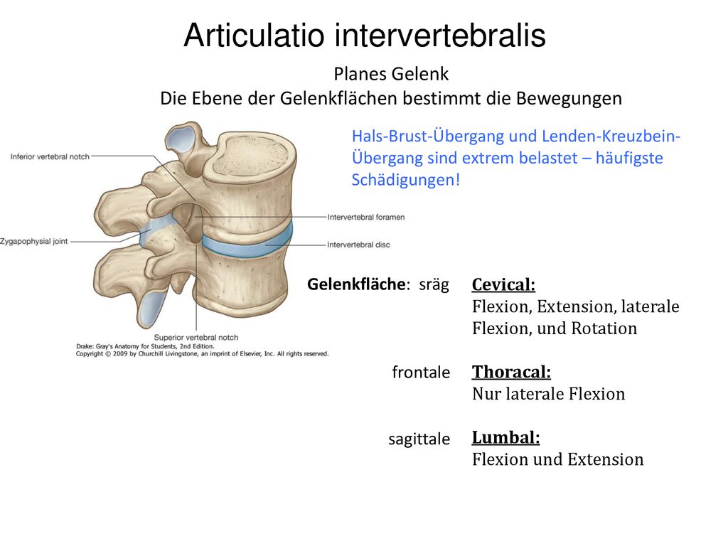 Articulatio intervertebralis
