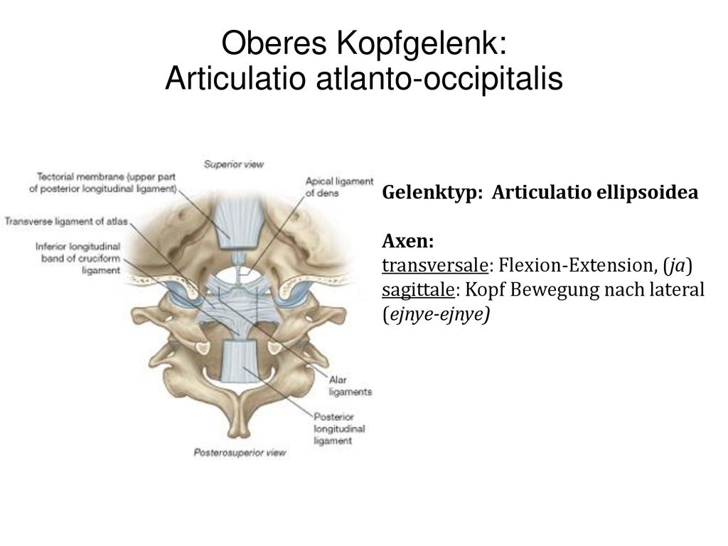 Oberes Kopfgelenk: Articulatio atlanto-occipitalis
