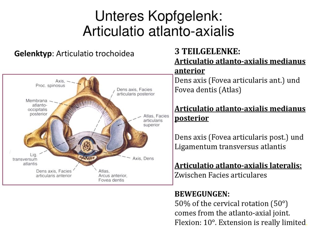 Unteres Kopfgelenk: Articulatio atlanto-axialis