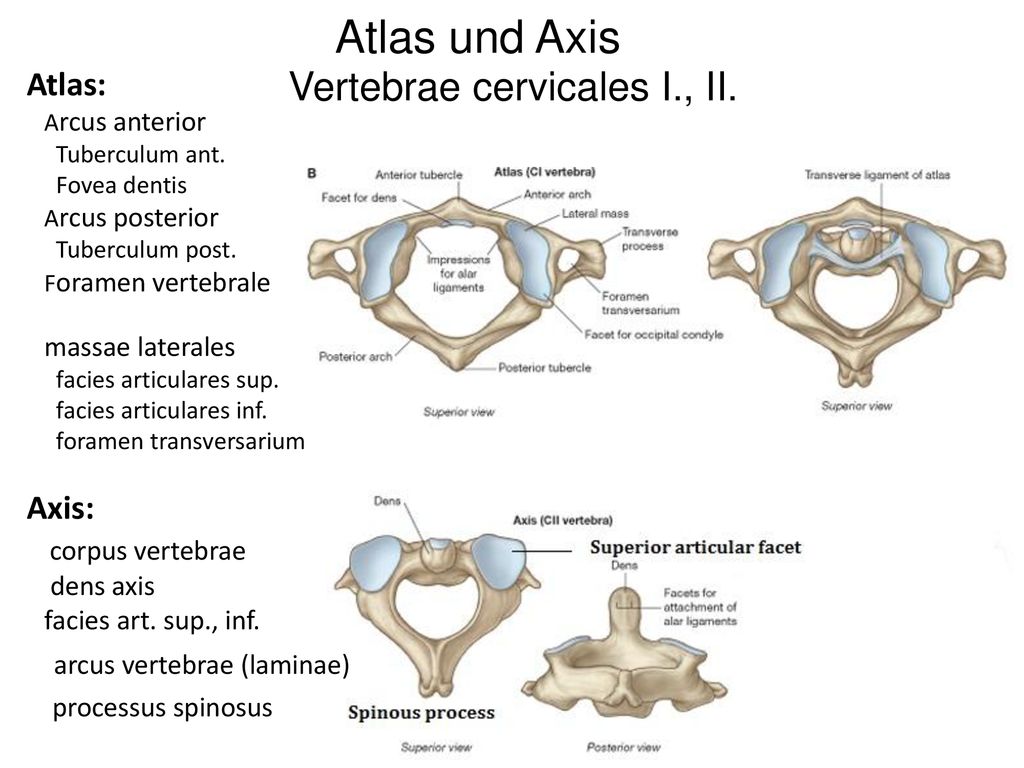 Atlas und Axis Vertebrae cervicales I., II. arcus vertebrae (laminae)