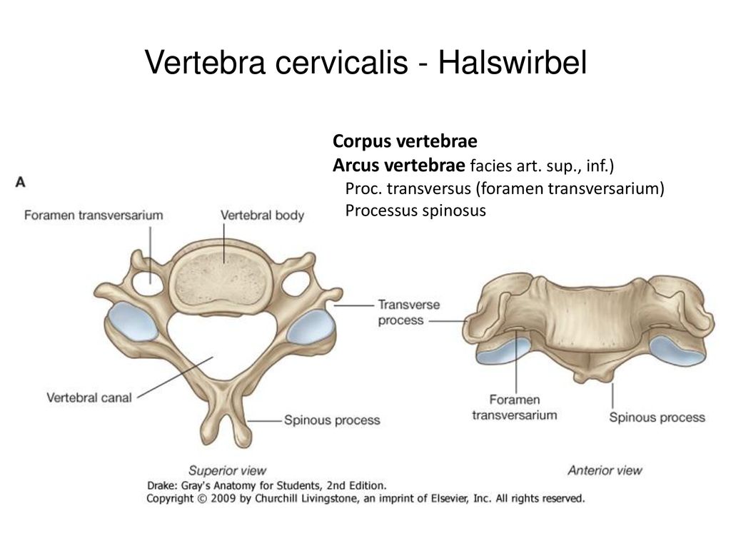 Vertebra cervicalis - Halswirbel
