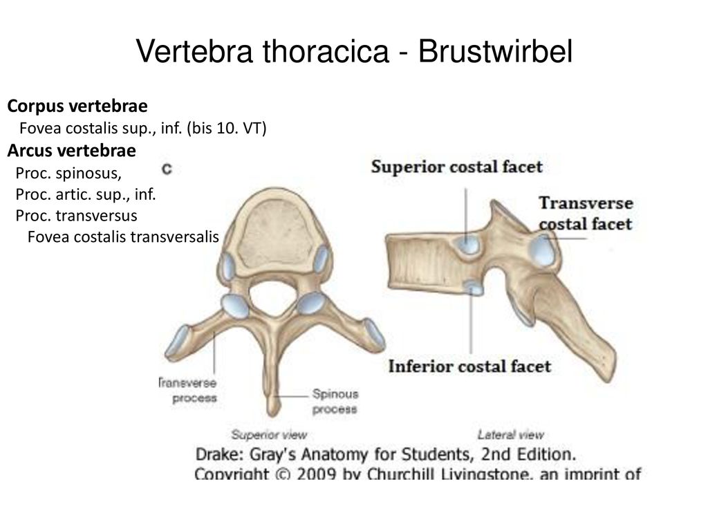 Vertebra thoracica - Brustwirbel