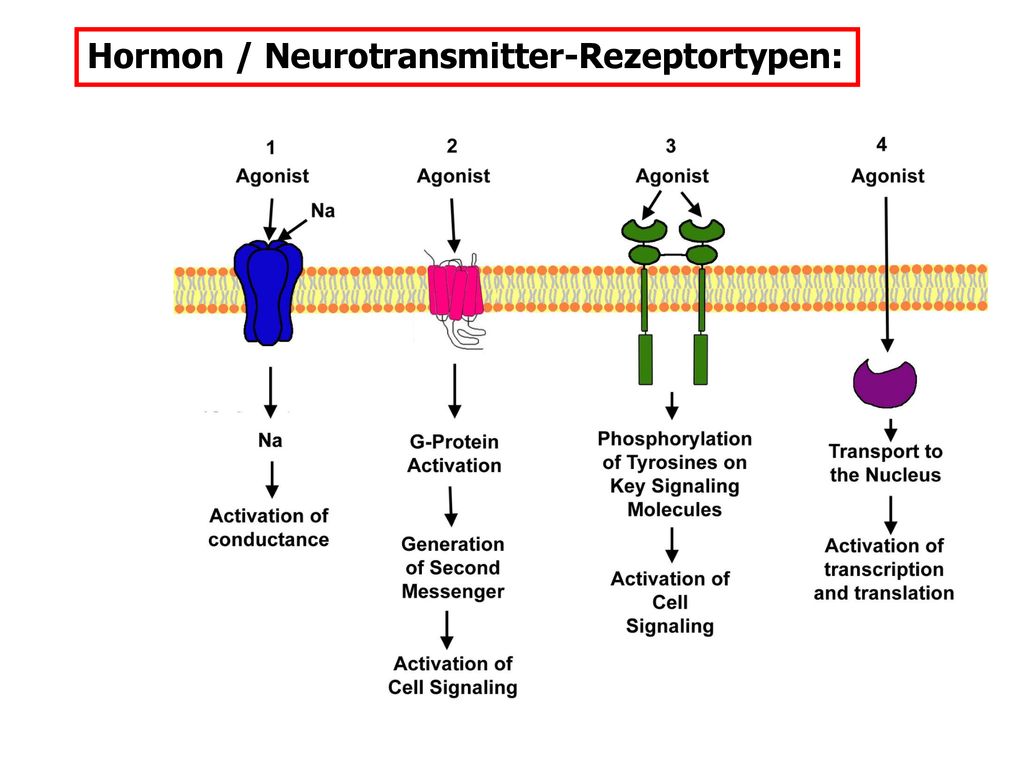 Hormon / Neurotransmitter-Rezeptortypen: