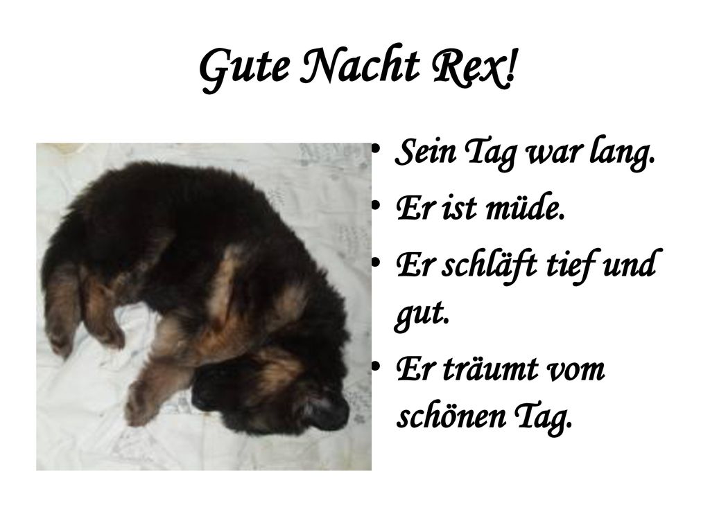 Gute Nacht Rex! Sein Tag war lang. Er ist müde.
