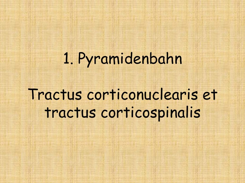 1. Pyramidenbahn Tractus corticonuclearis et tractus corticospinalis