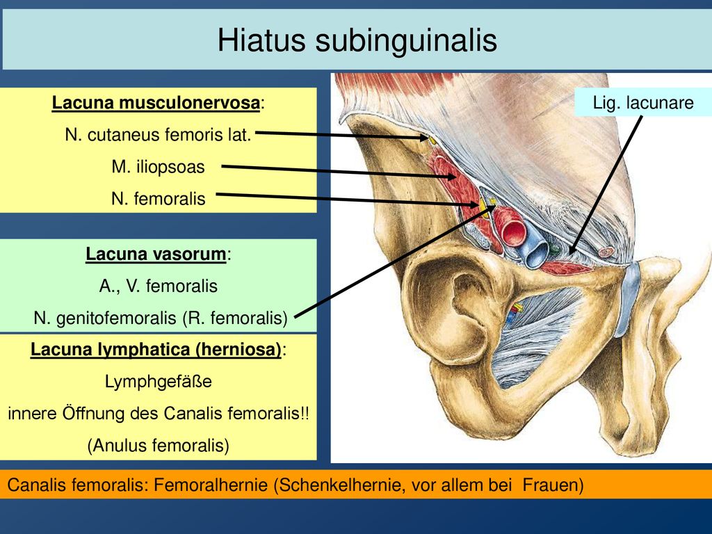Hiatus subinguinalis Lacuna musculonervosa: N. cutaneus femoris lat.