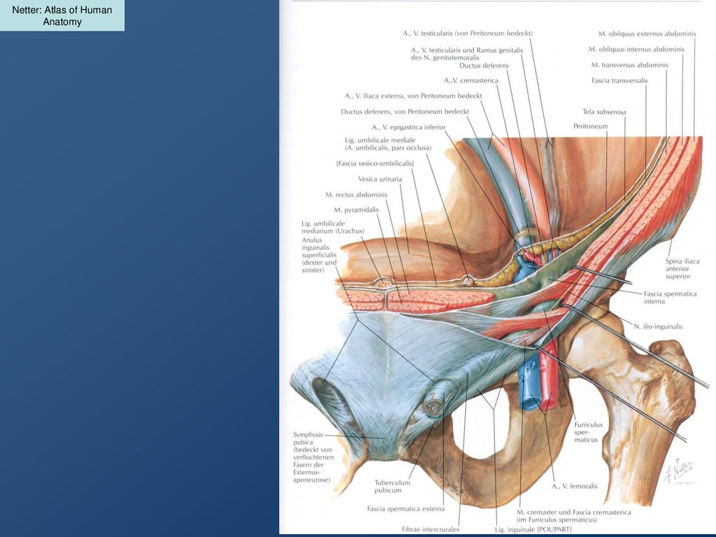Netter: Atlas of Human Anatomy
