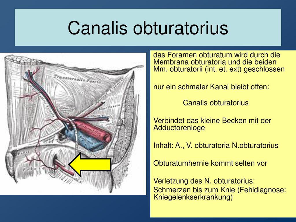 Canalis obturatorius das Foramen obturatum wird durch die Membrana obturatoria und die beiden Mm. obturatorii (int. et. ext) geschlossen.