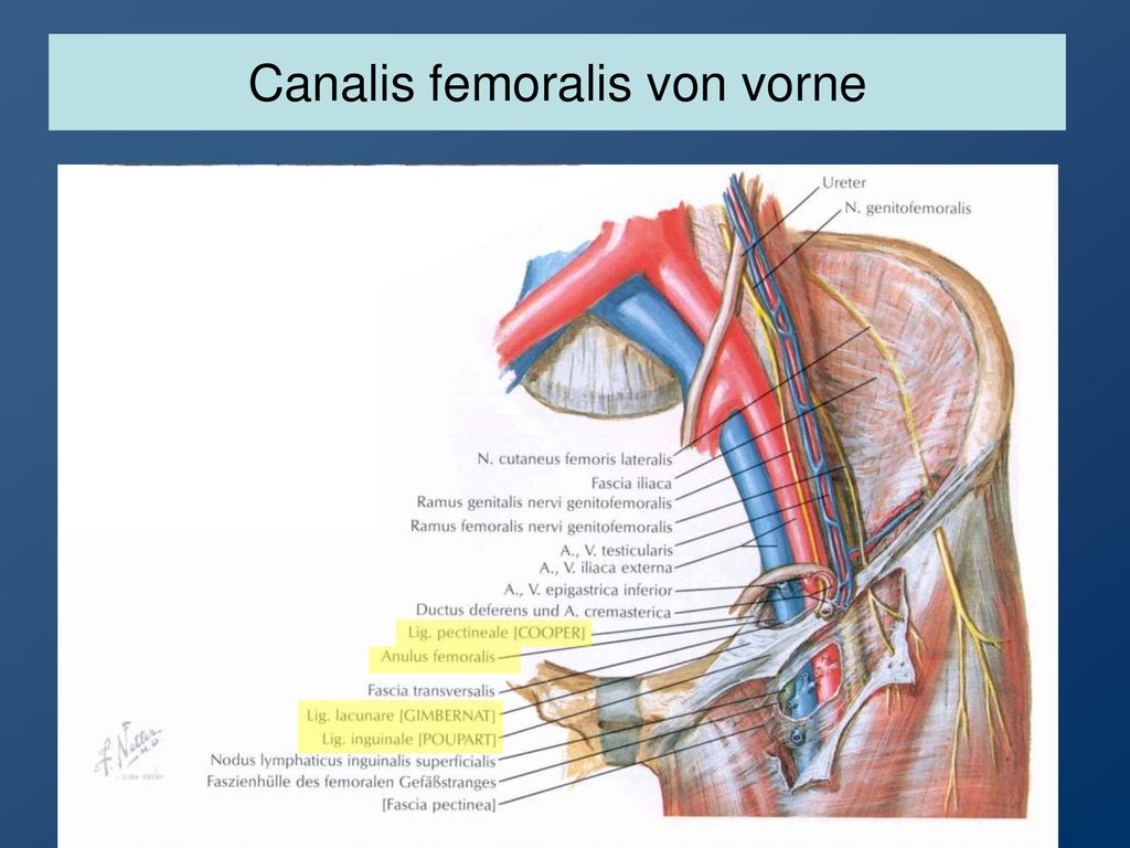 Canalis femoralis von vorne