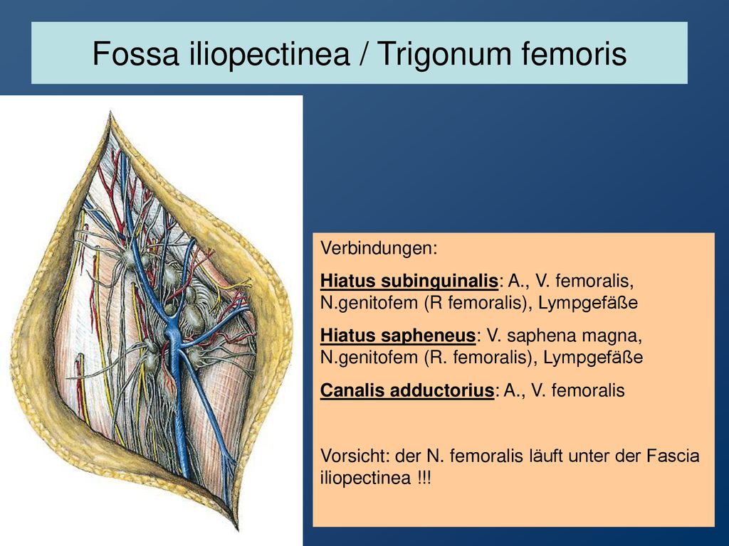 Fossa iliopectinea / Trigonum femoris