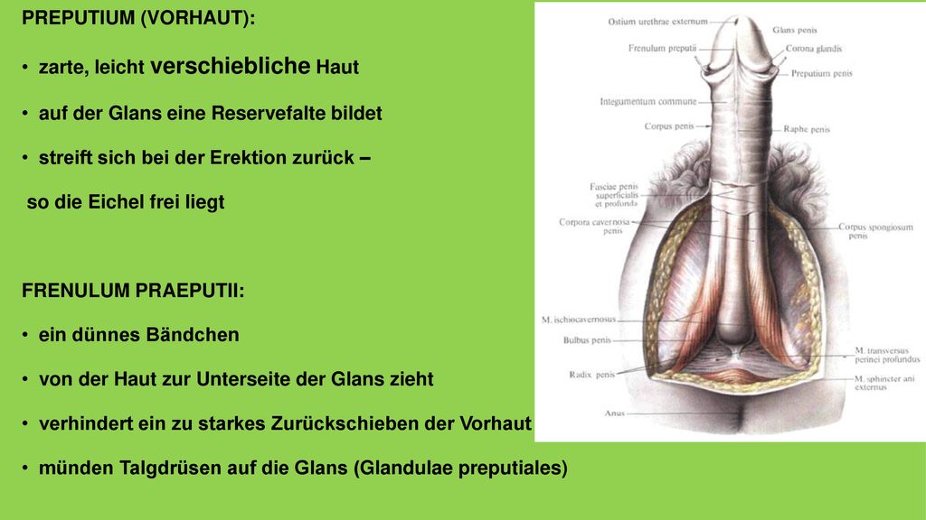 PREPUTIUM (VORHAUT): zarte, leicht verschiebliche Haut. auf der Glans eine Reservefalte bildet. streift sich bei der Erektion zurück –