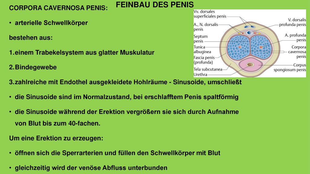 FEINBAU DES PENIS CORPORA CAVERNOSA PENIS: arterielle Schwellkörper