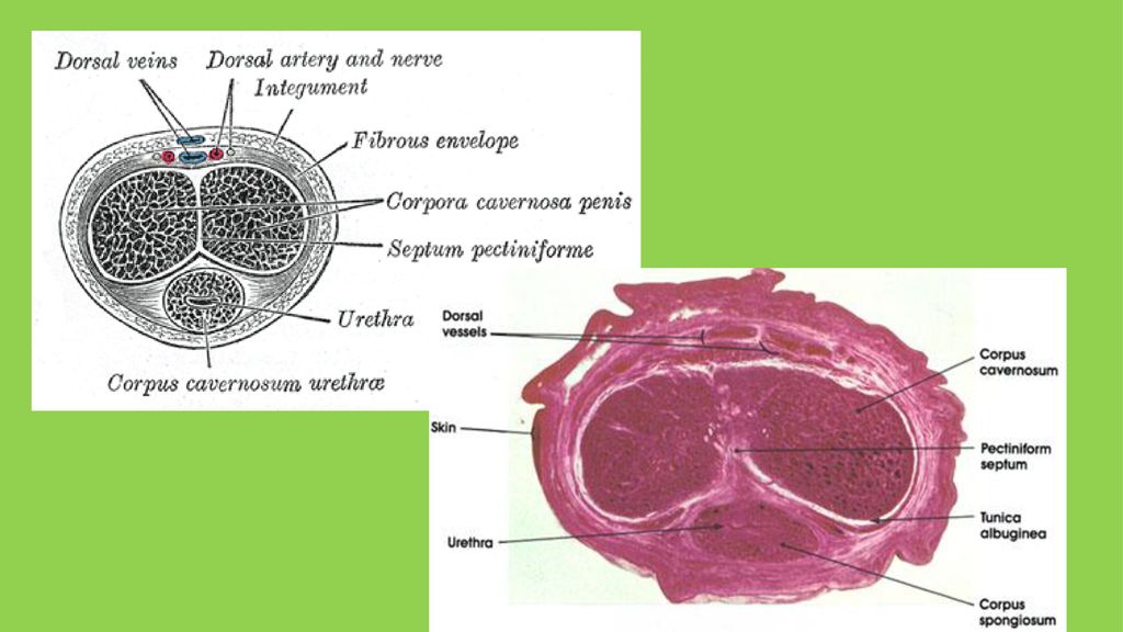 Auf dem Querschnitt durch den Penis sieht man das Corpus spongiosum mit der Harnröhre und den begleitenden Drüsen (Glandulae urethrales) sowie die beiden Corpora cavernosa.