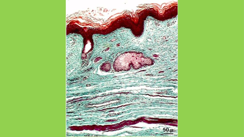 Die Haut des Penis trägt eine dünne, nur schwach verhornte Epidermis