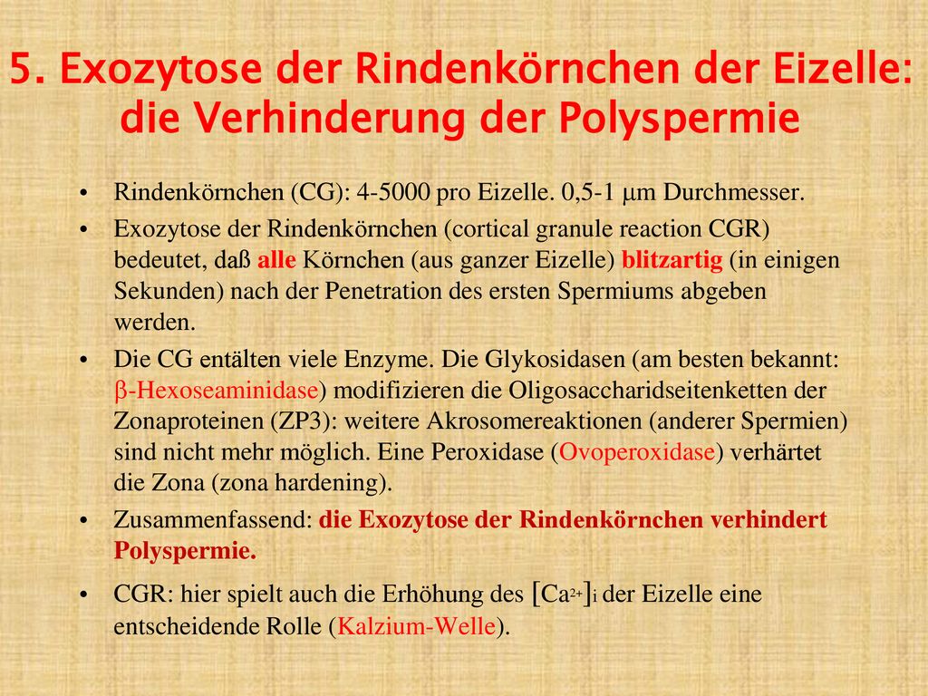 5. Exozytose der Rindenkörnchen der Eizelle: die Verhinderung der Polyspermie