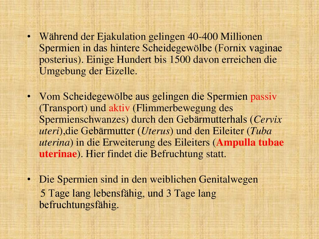 Während der Ejakulation gelingen Millionen Spermien in das hintere Scheidegewölbe (Fornix vaginae posterius). Einige Hundert bis 1500 davon erreichen die Umgebung der Eizelle.