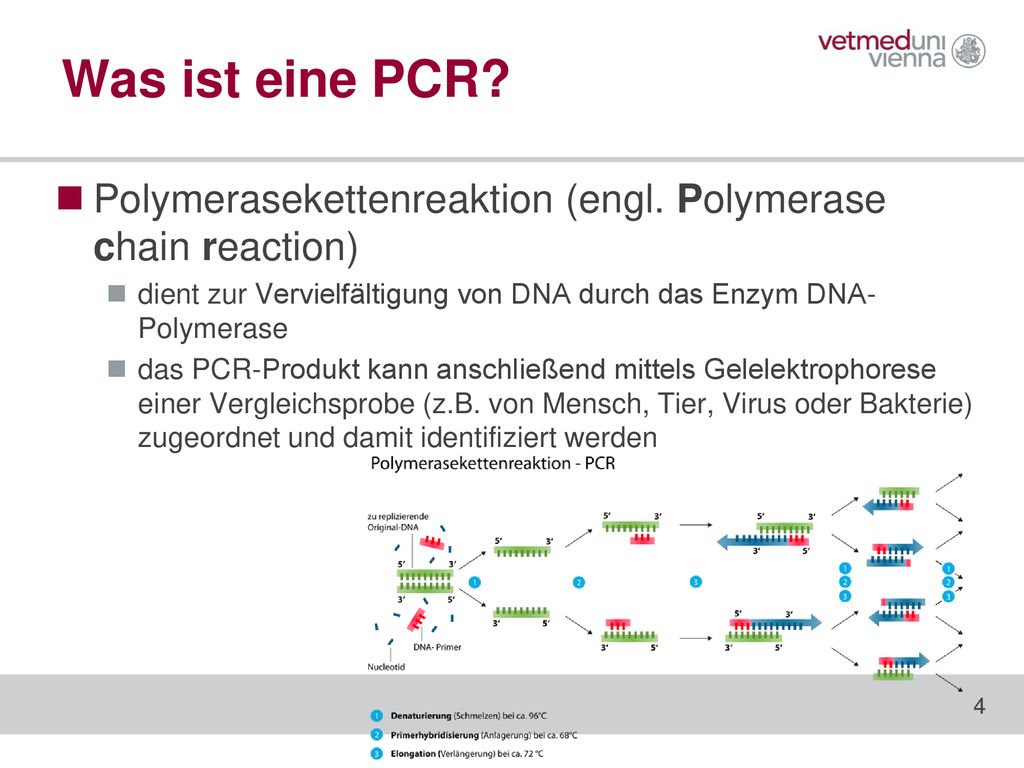 Was ist eine PCR Polymerasekettenreaktion (engl. Polymerase chain reaction) dient zur Vervielfältigung von DNA durch das Enzym DNA-Polymerase.