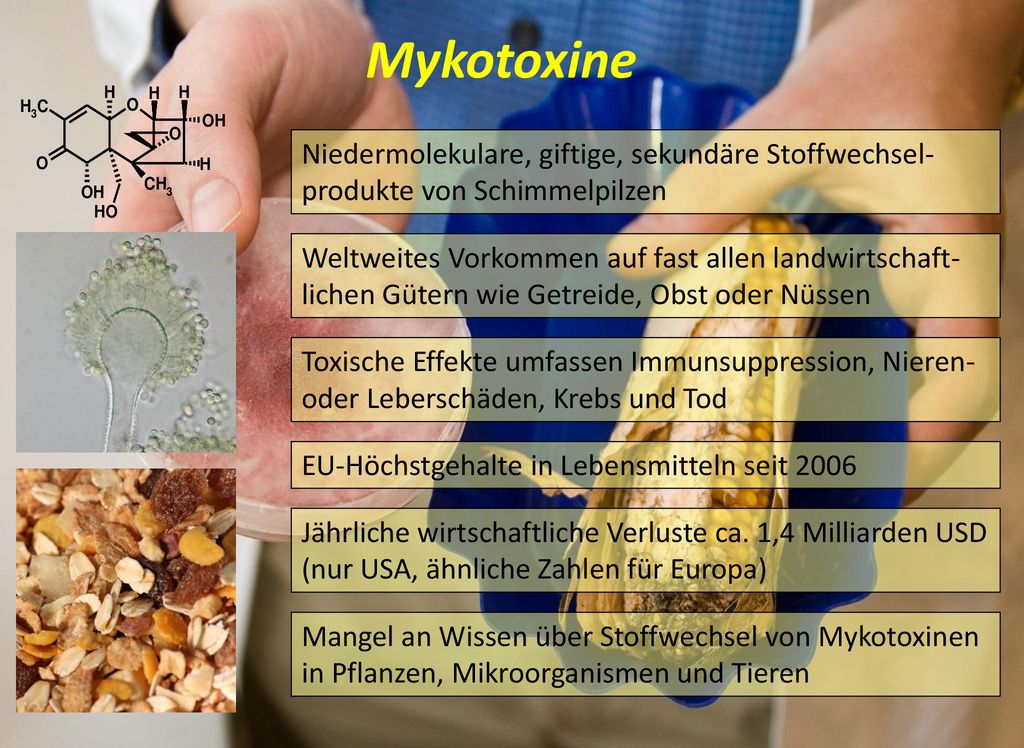 Mykotoxine Niedermolekulare, giftige, sekundäre Stoffwechsel-produkte von Schimmelpilzen.