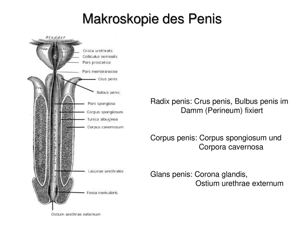 Makroskopie des Penis Radix penis: Crus penis, Bulbus penis im Damm (Perineum) fixiert. Corpus penis: Corpus spongiosum und.