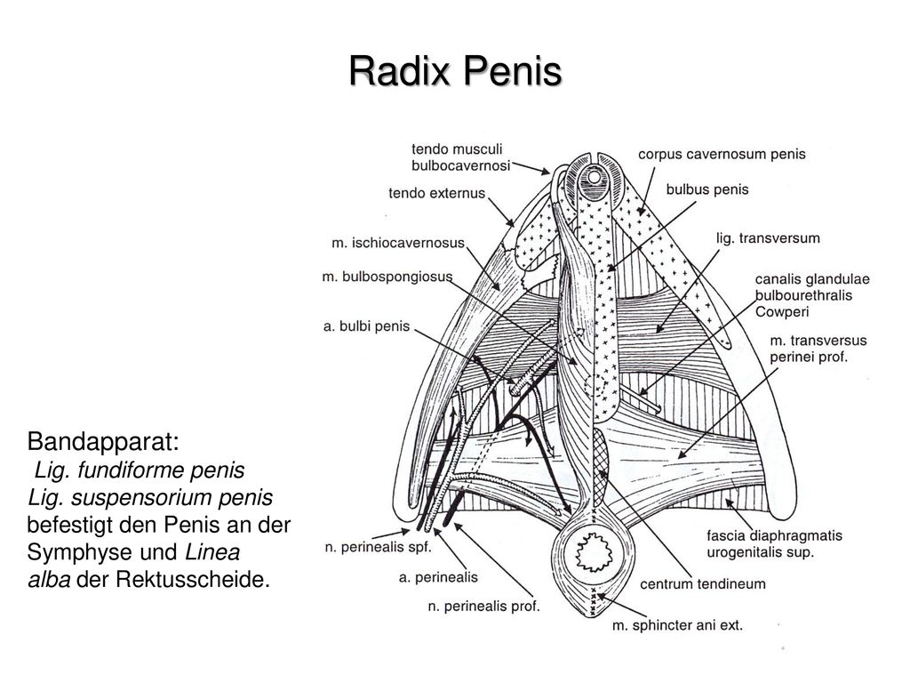Radix Penis Bandapparat: Lig. fundiforme penis Lig. suspensorium penis
