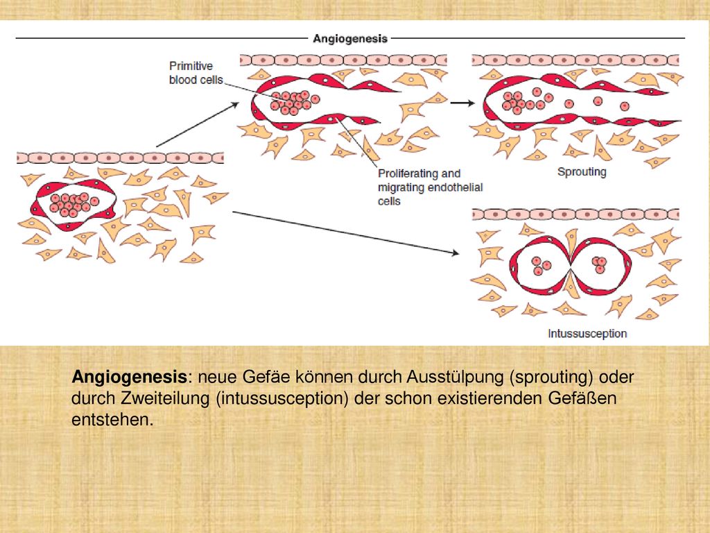 The primitive vascular network established through vasculogenesis is expanded and remodeled by angiogenesis. Expansion by angiogenesis occurs by sprouting from existing vessels or by intussusception, a splitting of existing vessels.