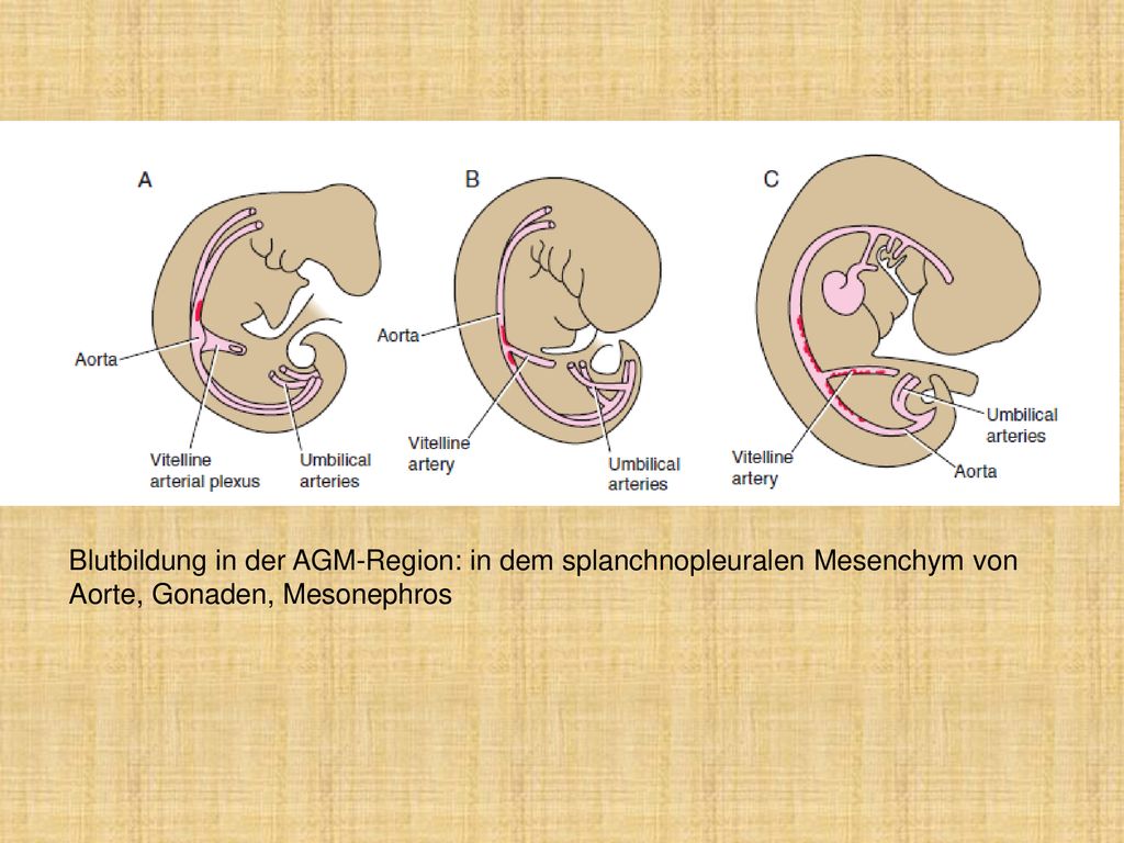 Blutbildung in der AGM-Region: in dem splanchnopleuralen Mesenchym von Aorte, Gonaden, Mesonephros