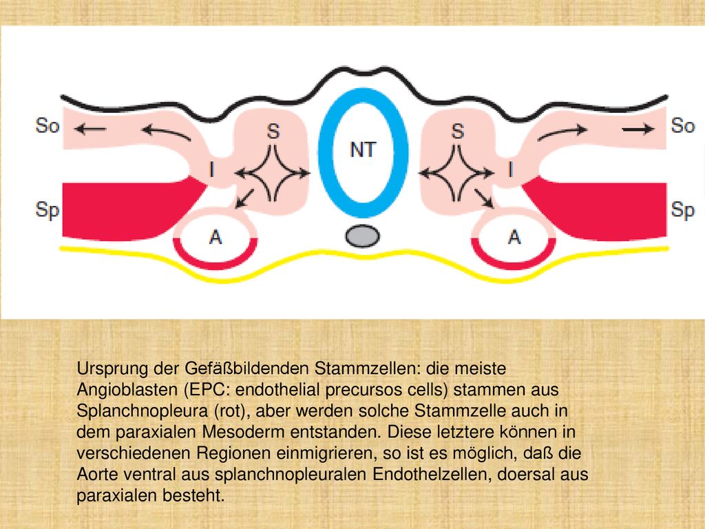 Larsen’s Human Embriology (4E, Schoenwolf, Bleyl, Brauer, Francis-West, Churchill-Livingstone, 2009)
