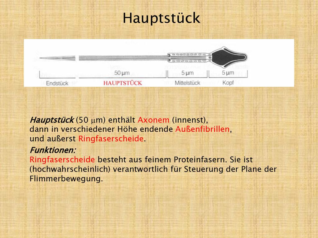 Hauptstück Hauptstück (50 mm) enthält Axonem (innenst), dann in verschiedener Höhe endende Außenfibrillen, und außerst Ringfaserscheide.