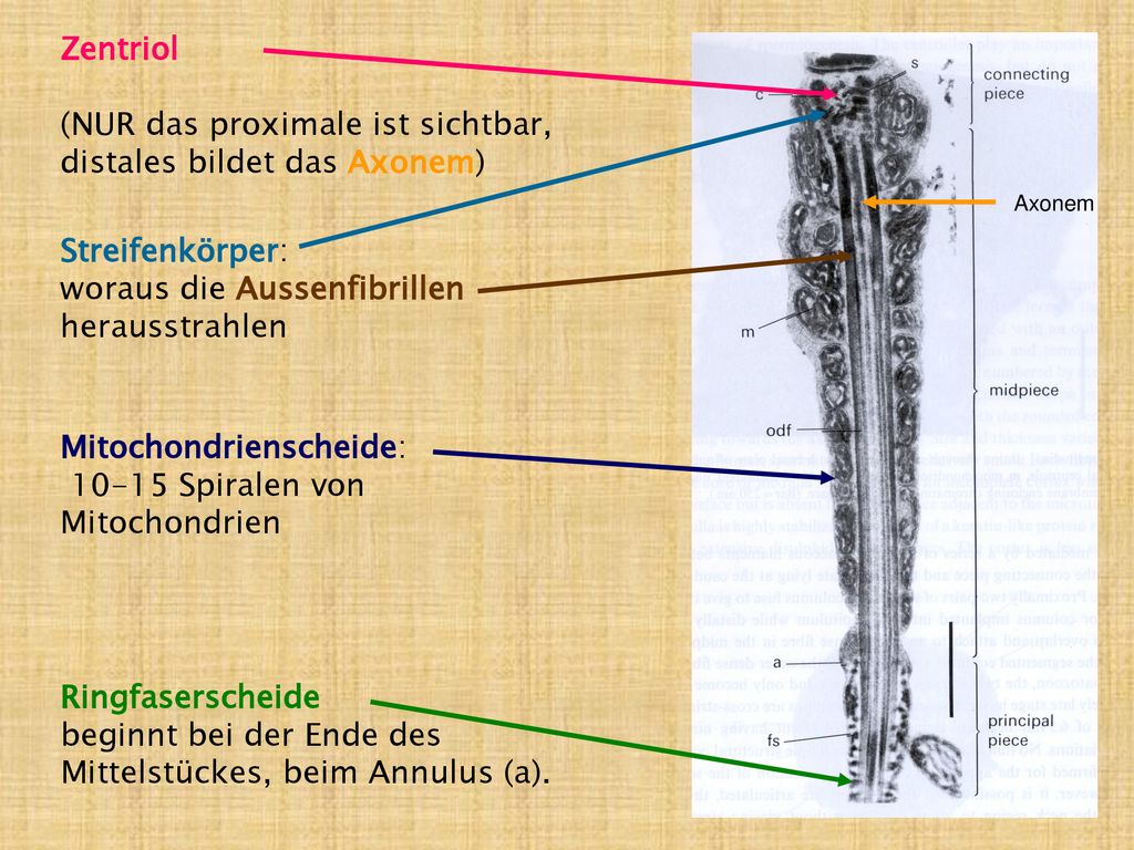Zentriol (NUR das proximale ist sichtbar, distales bildet das Axonem)