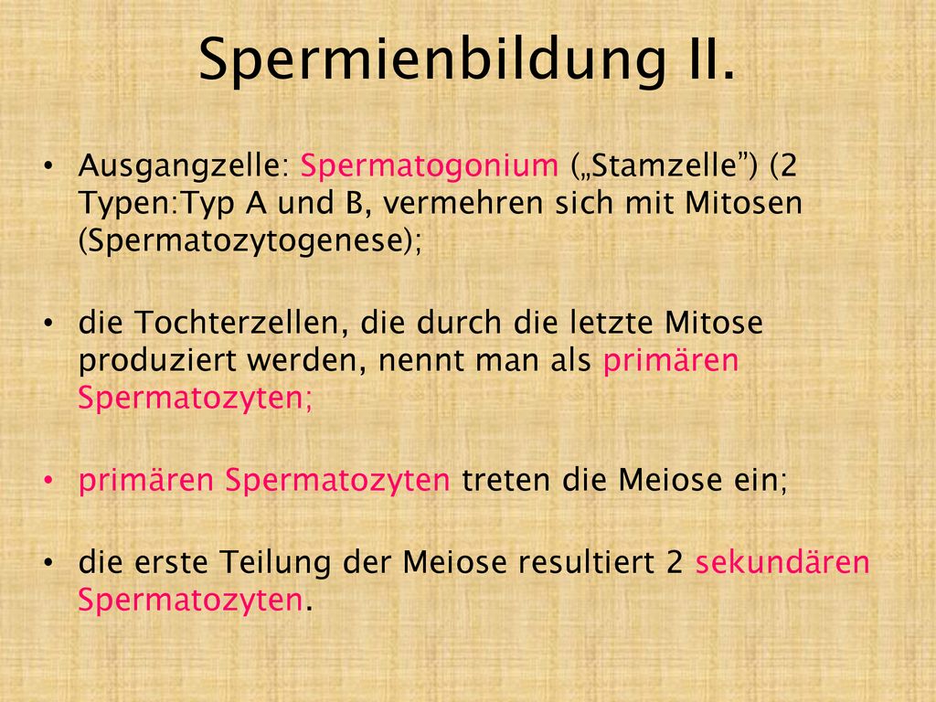 Spermienbildung II. Ausgangzelle: Spermatogonium („Stamzelle ) (2 Typen:Typ A und B, vermehren sich mit Mitosen (Spermatozytogenese);