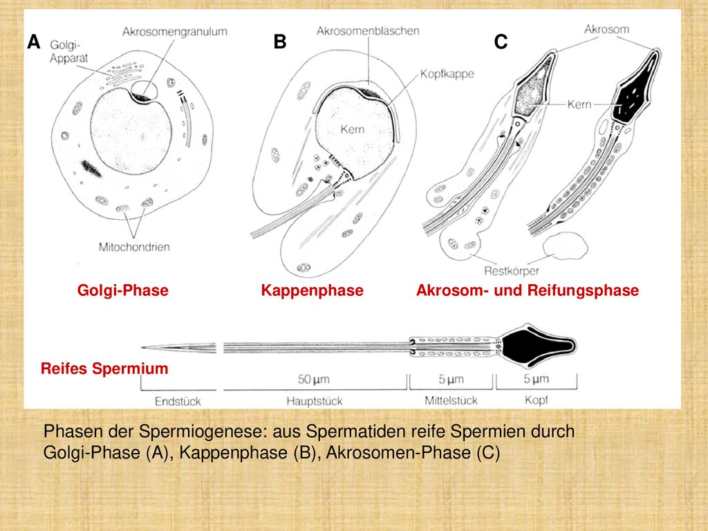 A B. C. Golgi-Phase. Kappenphase. Akrosom- und Reifungsphase. Reifes Spermium.