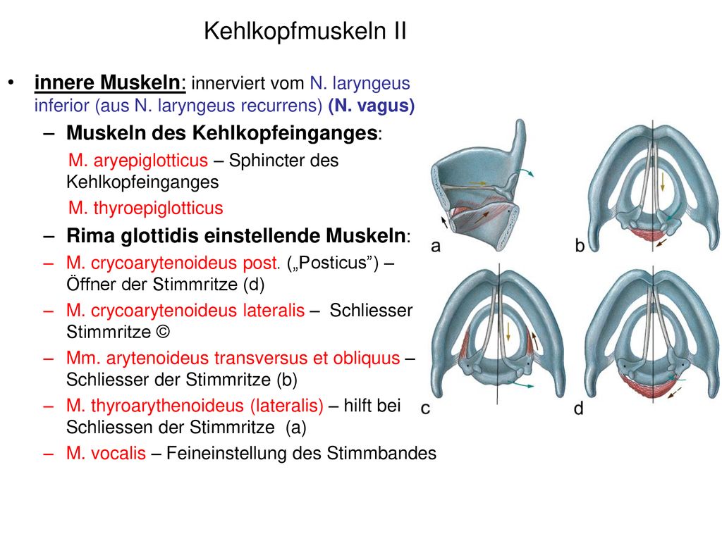 Kehlkopfmuskeln II innere Muskeln: innerviert vom N. laryngeus inferior (aus N. laryngeus recurrens) (N. vagus)