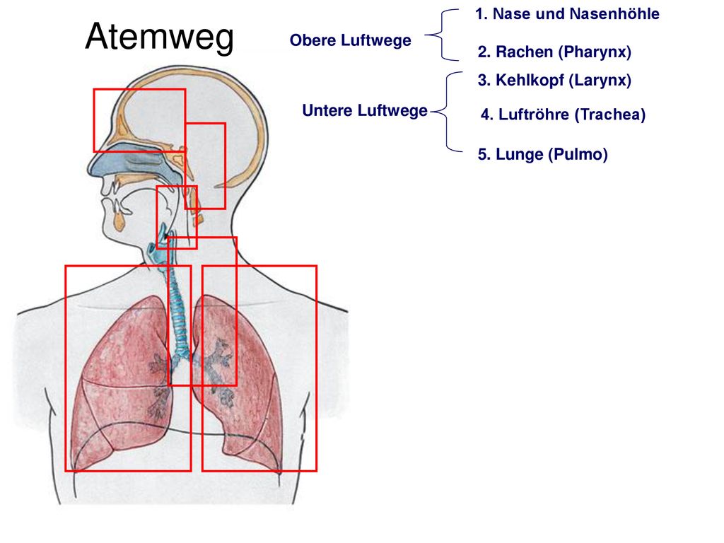 Atemweg 1. Nase und Nasenhöhle Obere Luftwege 2. Rachen (Pharynx)