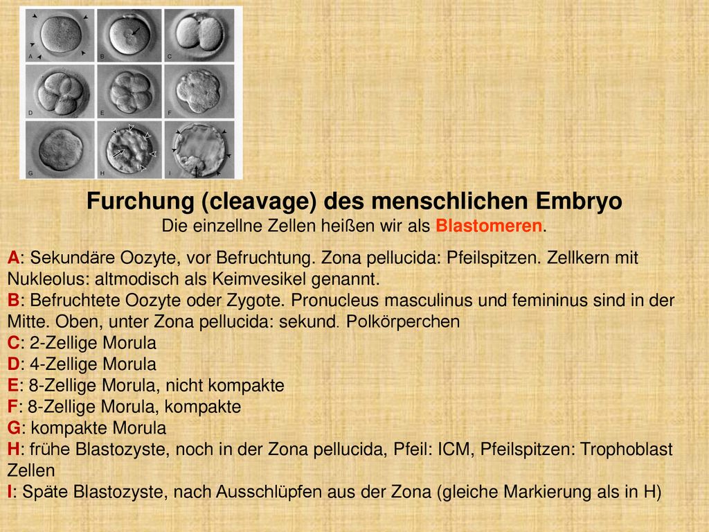 Furchung (cleavage) des menschlichen Embryo Die einzellne Zellen heißen wir als Blastomeren.