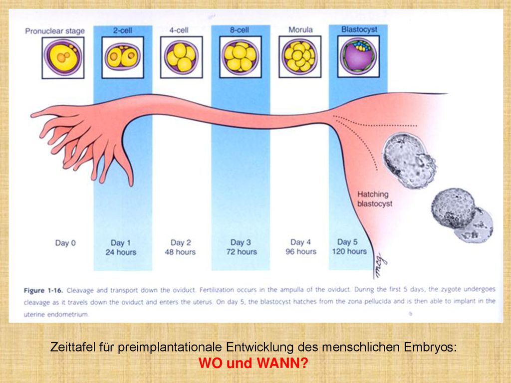 Zeittafel für preimplantationale Entwicklung des menschlichen Embryos: WO und WANN
