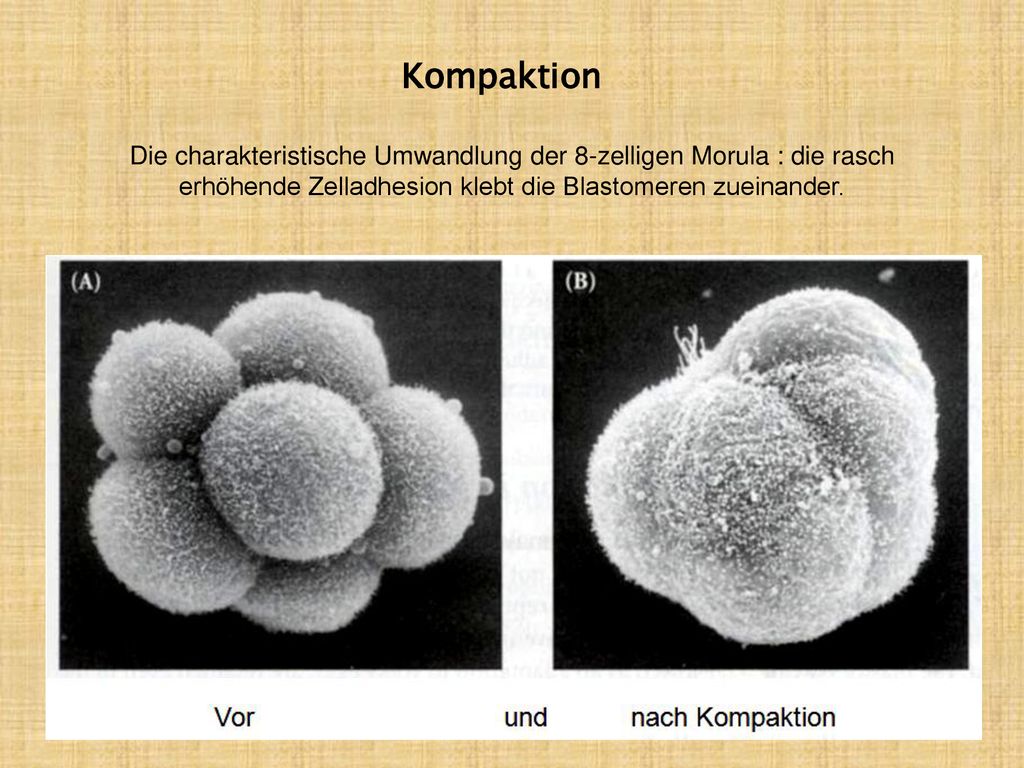 Kompaktion Die charakteristische Umwandlung der 8-zelligen Morula : die rasch erhöhende Zelladhesion klebt die Blastomeren zueinander.