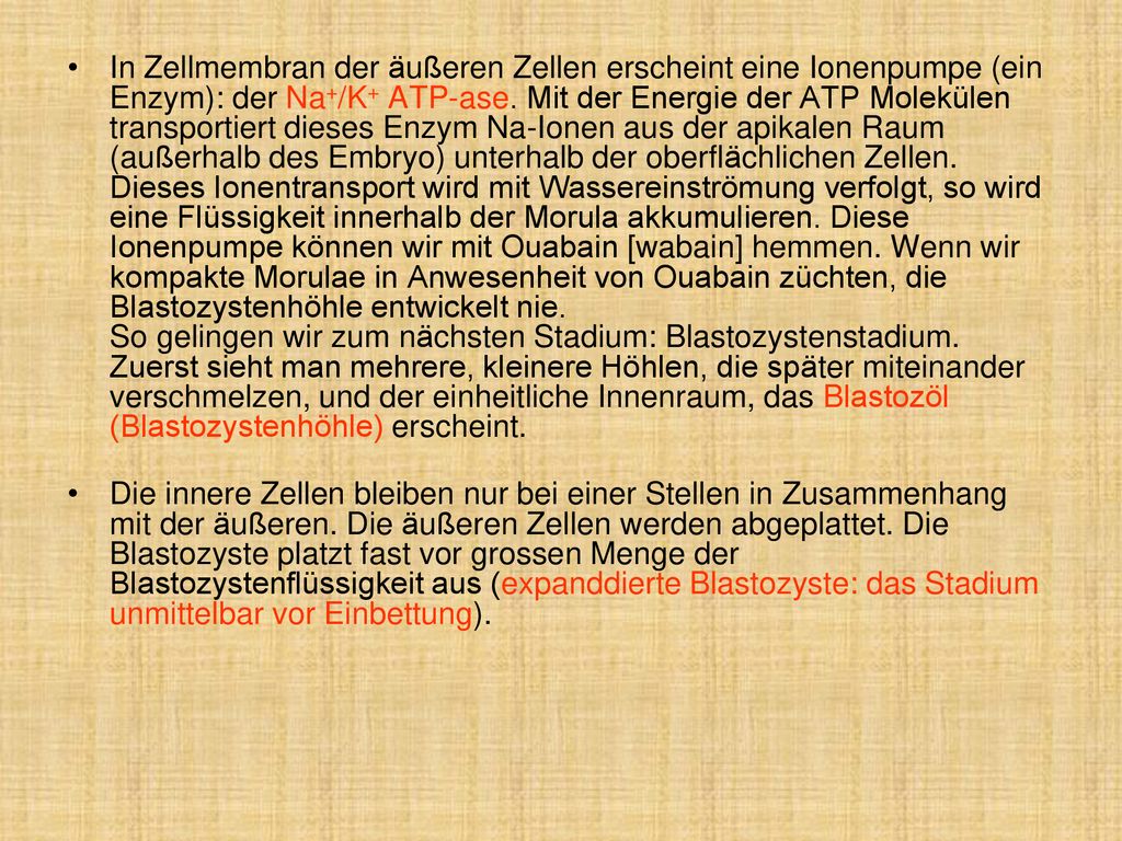 In Zellmembran der äußeren Zellen erscheint eine Ionenpumpe (ein Enzym): der Na+/K+ ATP-ase. Mit der Energie der ATP Molekülen transportiert dieses Enzym Na-Ionen aus der apikalen Raum (außerhalb des Embryo) unterhalb der oberflächlichen Zellen. Dieses Ionentransport wird mit Wassereinströmung verfolgt, so wird eine Flüssigkeit innerhalb der Morula akkumulieren. Diese Ionenpumpe können wir mit Ouabain [wabain] hemmen. Wenn wir kompakte Morulae in Anwesenheit von Ouabain züchten, die Blastozystenhöhle entwickelt nie. So gelingen wir zum nächsten Stadium: Blastozystenstadium. Zuerst sieht man mehrere, kleinere Höhlen, die später miteinander verschmelzen, und der einheitliche Innenraum, das Blastozöl (Blastozystenhöhle) erscheint.