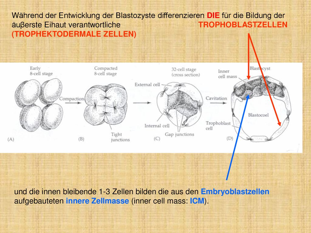Während der Entwicklung der Blastozyste differenzieren DIE für die Bildung der äuβerste Eihaut verantwortliche TROPHOBLASTZELLEN (TROPHEKTODERMALE ZELLEN)