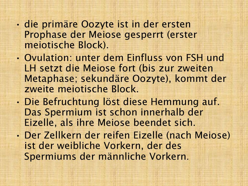 die primäre Oozyte ist in der ersten Prophase der Meiose gesperrt (erster meiotische Block).