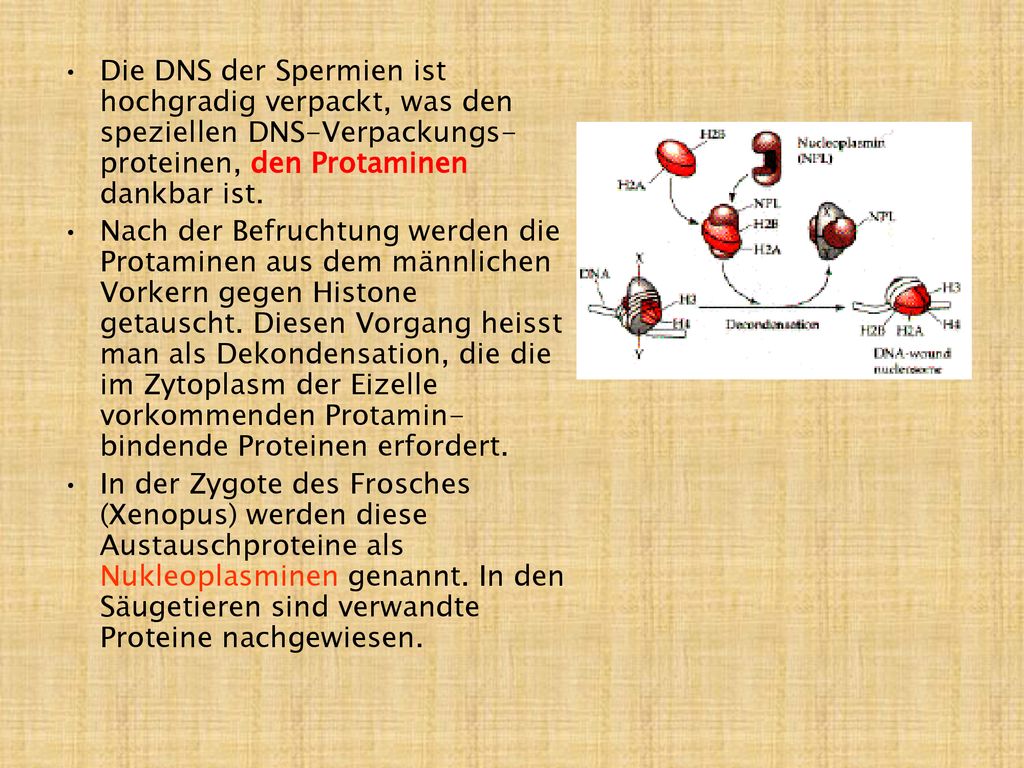 Die DNS der Spermien ist hochgradig verpackt, was den speziellen DNS-Verpackungs-proteinen, den Protaminen dankbar ist.