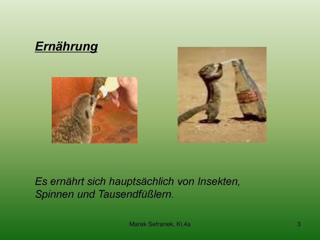 Ernährung Es ernährt sich hauptsächlich von Insekten, Spinnen und Tausendfüßlern.