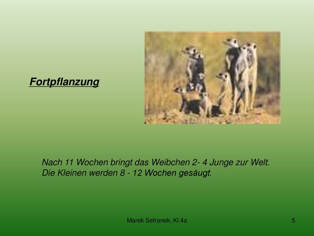 Fortpflanzung Nach 11 Wochen bringt das Weibchen 2- 4 Junge zur Welt. Die Kleinen werden Wochen gesäugt.