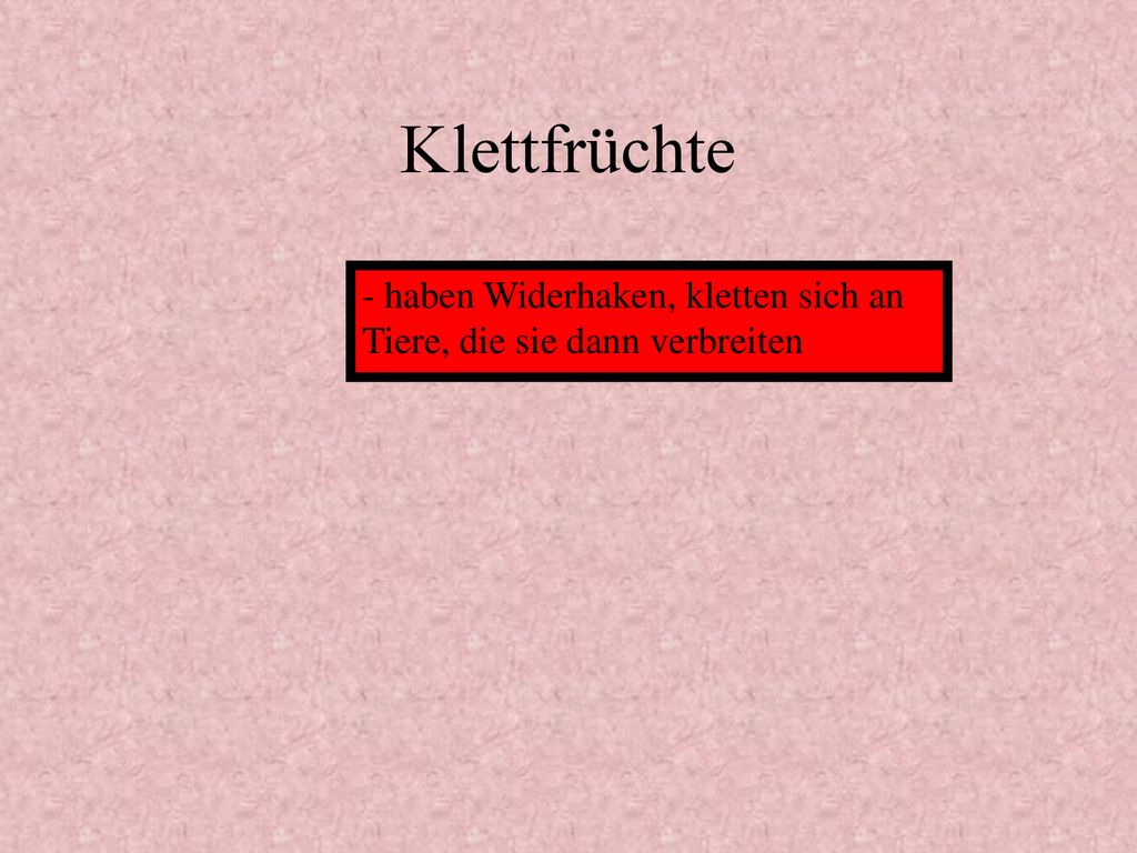 Klettfrüchte - haben Widerhaken, kletten sich an Tiere, die sie dann verbreiten